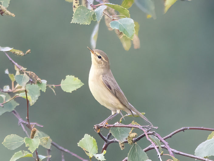 Willow warbler