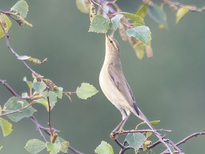 Willow warbler