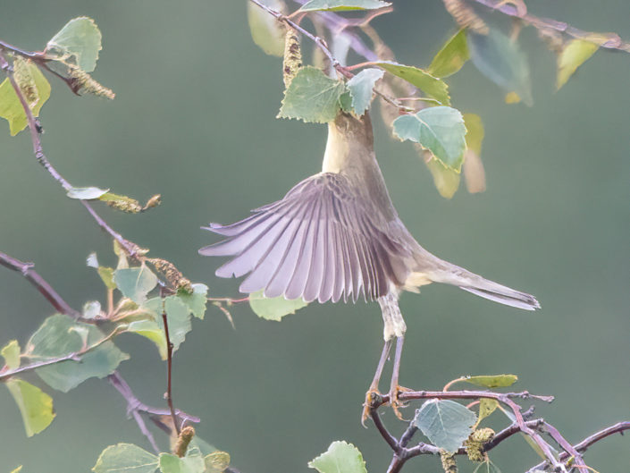 Willow warbler
