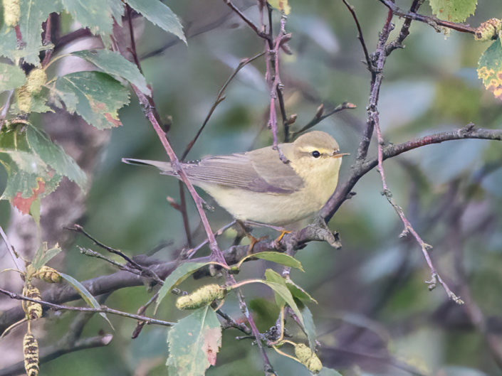 Willow warbler