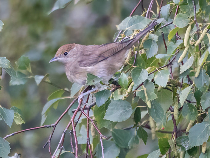 Eurasian blackcap