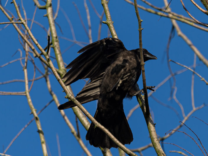 Carrion crow
