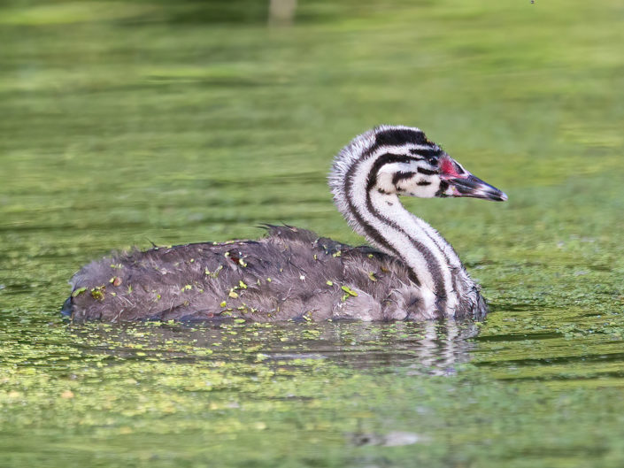 Young great-crested grebe