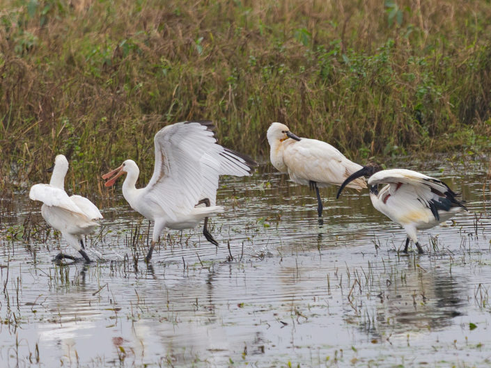 Eurasian spoonbills and african sacred ibis