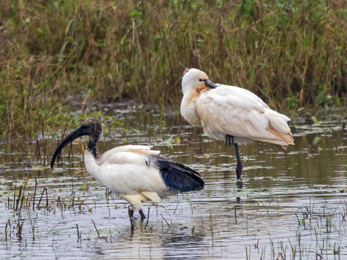 Eurasian spoonbill and african sacred ibis