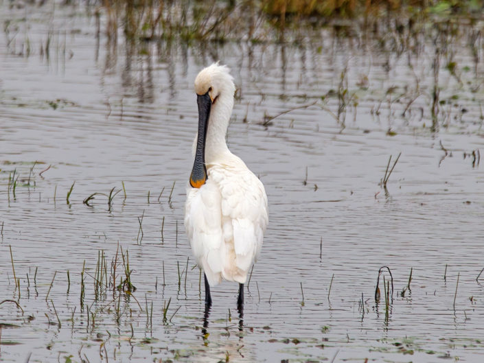 Eurasian spoonbill
