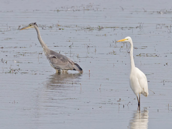 Great egret with grey heron