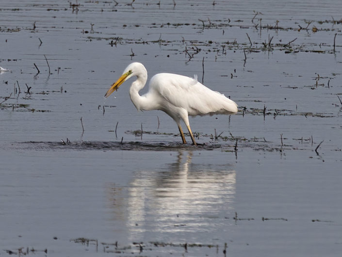 Great egret with fish
