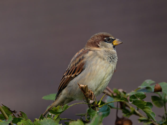 House sparrow