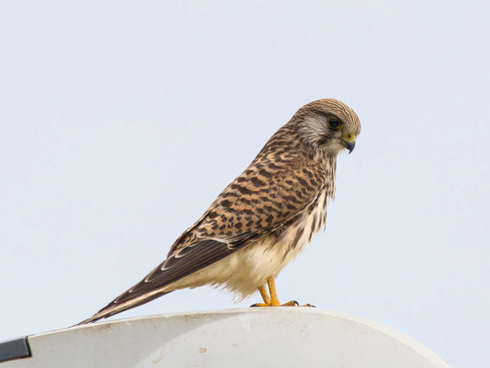 Common kestrel