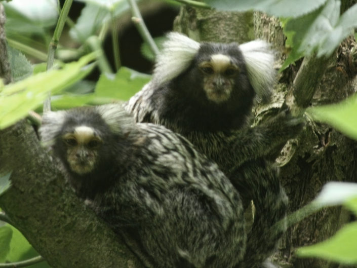 Common marmoset