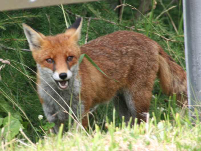 Red fox