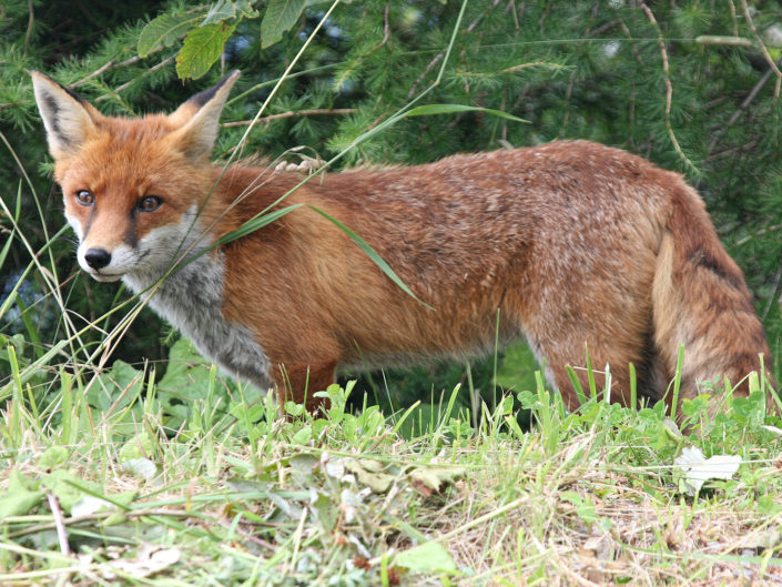 Red fox