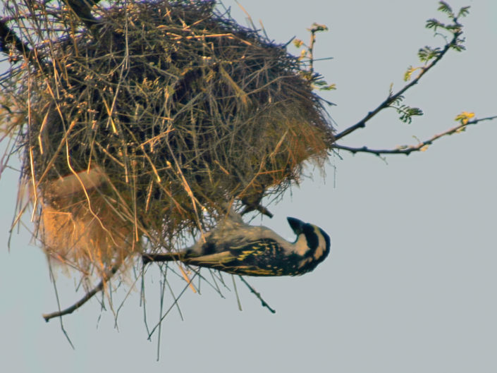 Acacia pied barbet