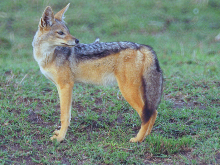 Black-backed jackal