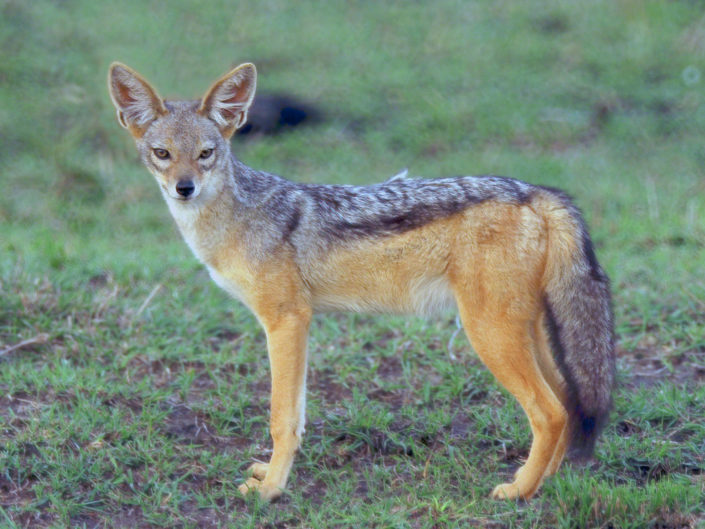 Black-backed jackal