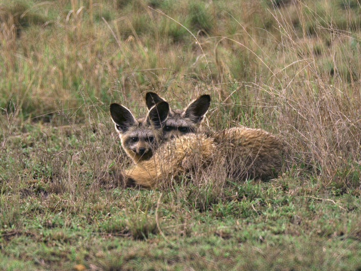 Bat-eared fox