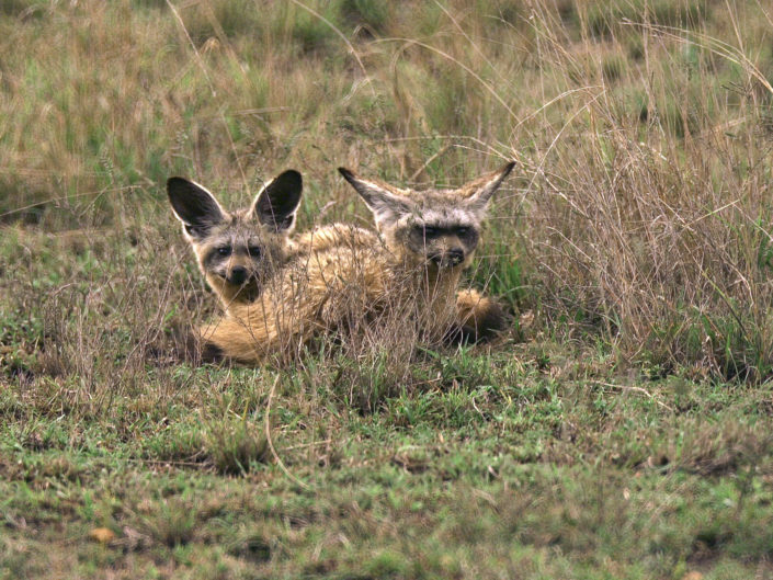 Bat-eared fox