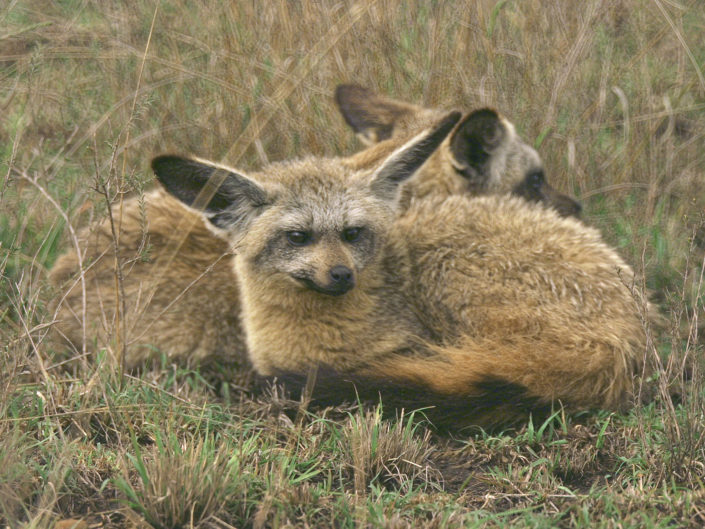 Bat-eared fox