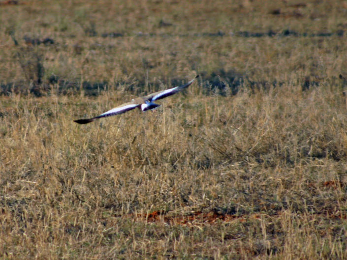 Jackal buzzard