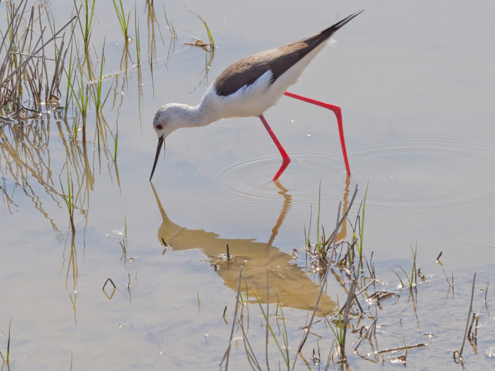 Black-winged stilt