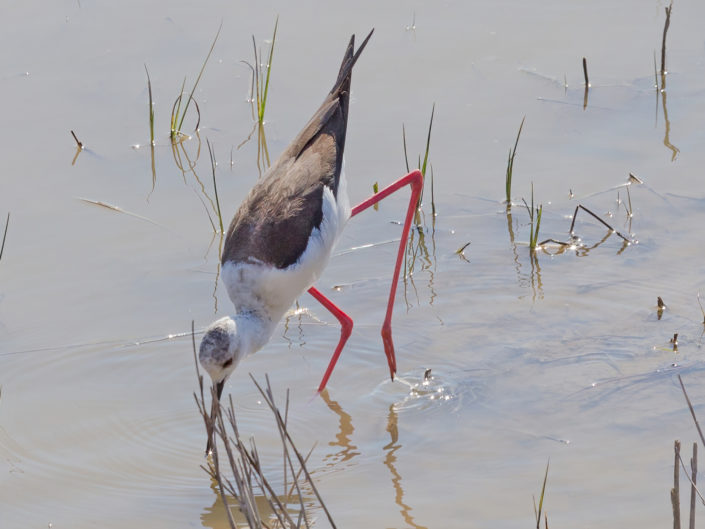 Black-winged stilt