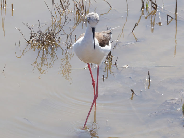 Black-winged stilt