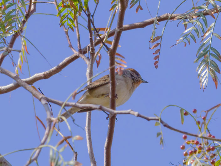 Red-breasted flycatcher