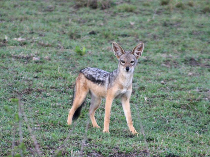 Black-backed jackal