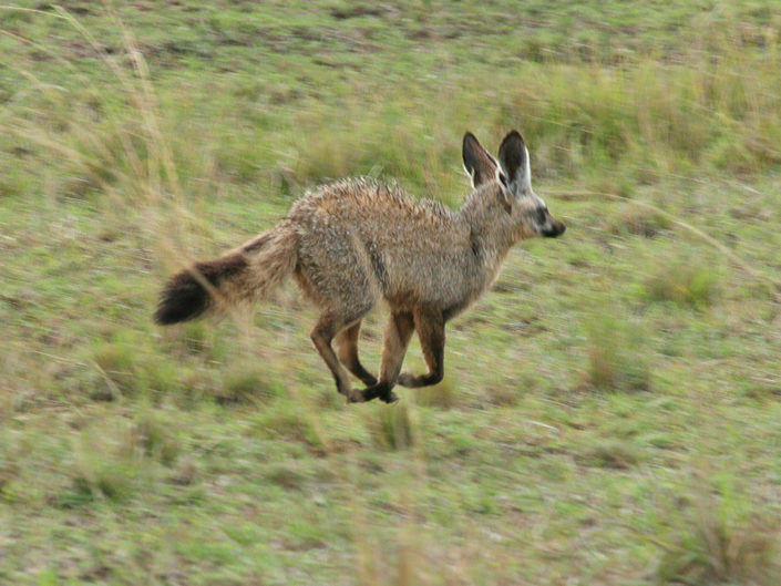 Bat-eared fox