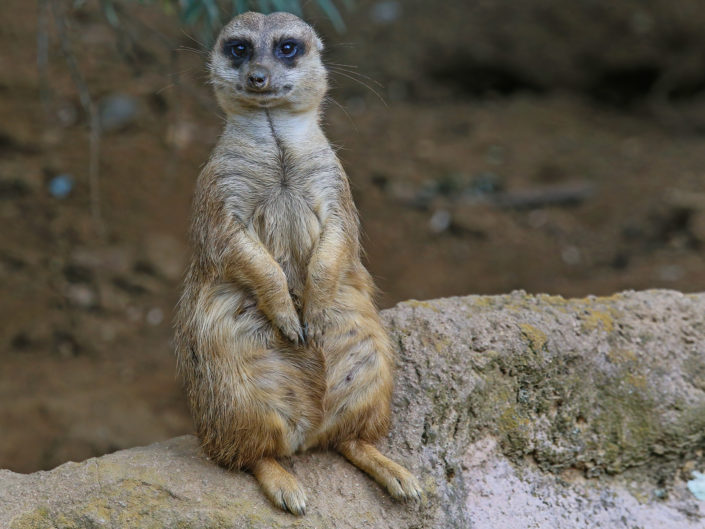 Meerkat