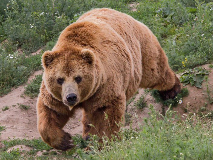 (European) Brown bear