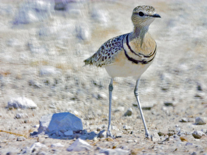 Double-banded courser