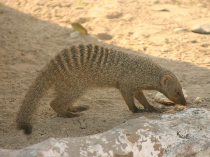 Banded mongoose