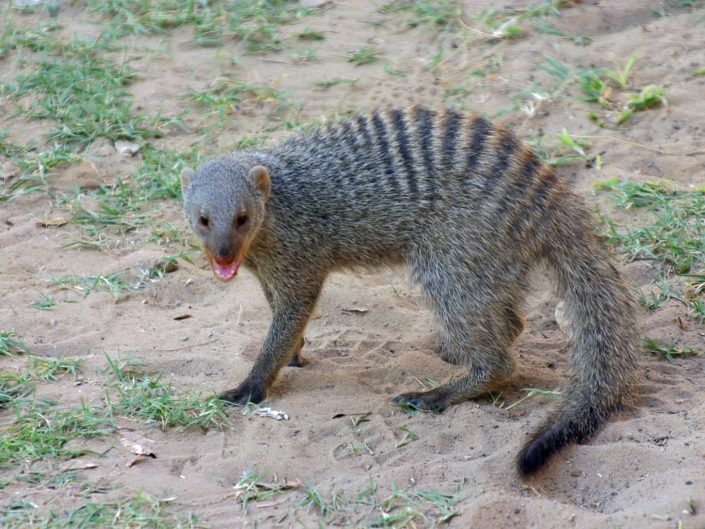 Banded mongoose