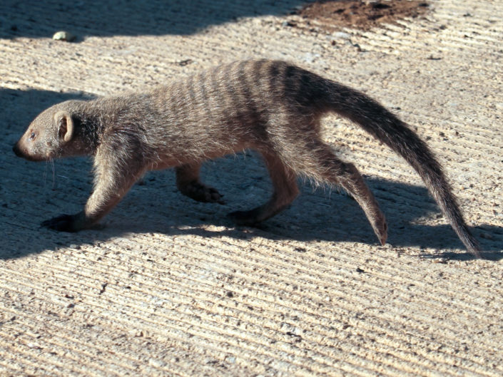 Banded mongoose