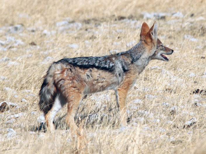 Black-backed jackal