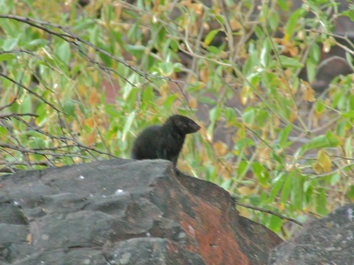 Black mongoose