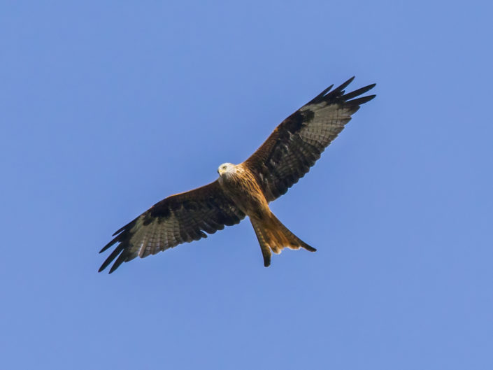 Red Kite