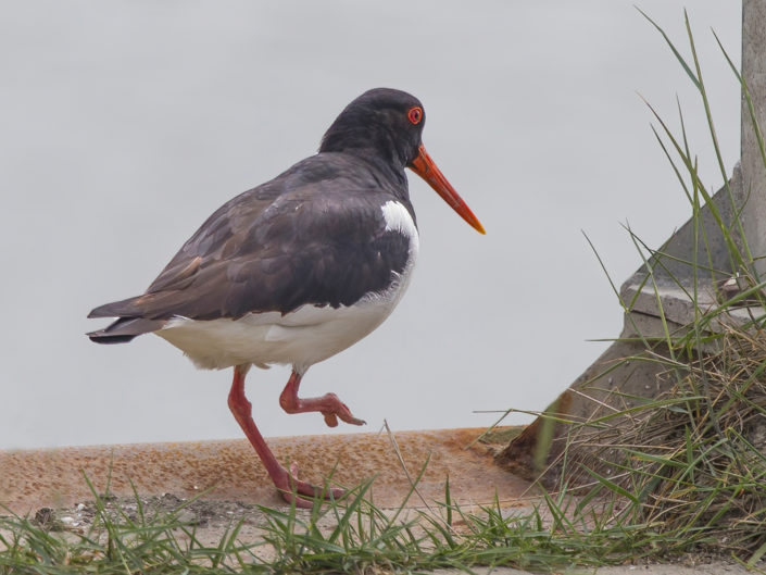 Oystercatcher