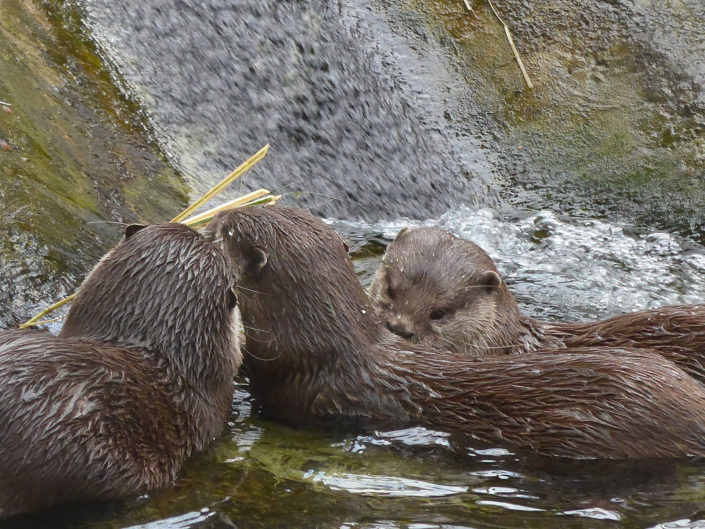 Eurasian otter