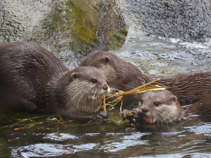 Eurasian otter