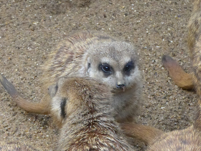 Meerkat