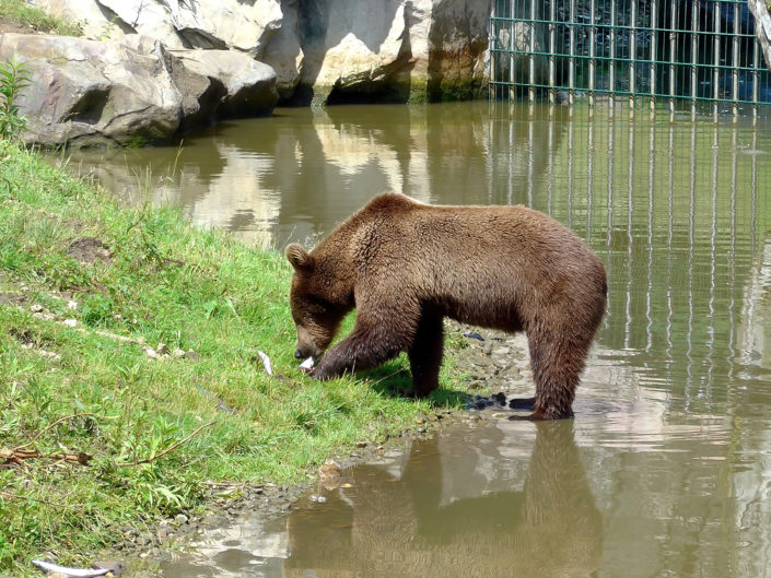 (European) Brown bear