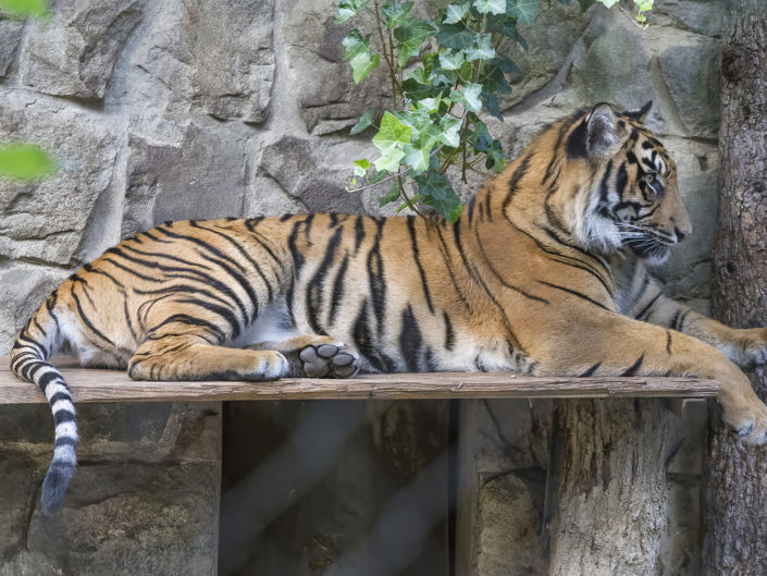 Sumatran tiger