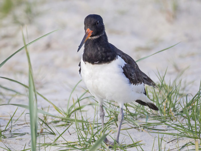 Eurasian oystercatcher