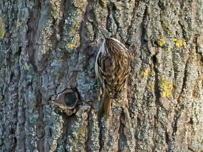 Short-toed treecreeper