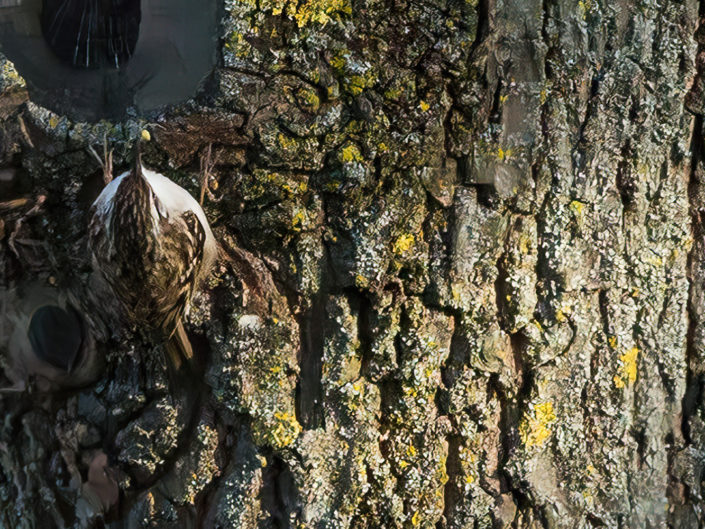 Short-toed treecreeper