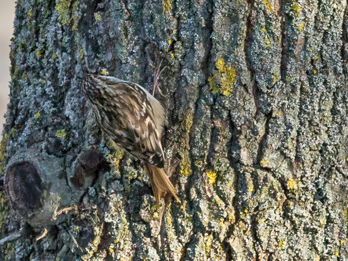 Short-toed treecreeper