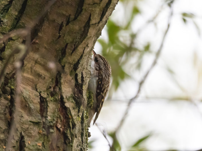 Eurasian treecreeper